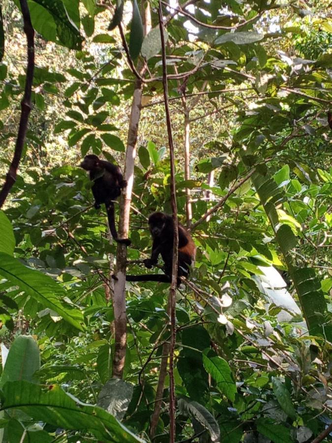 Вілла Jungle Paunch Бокас Екстер'єр фото