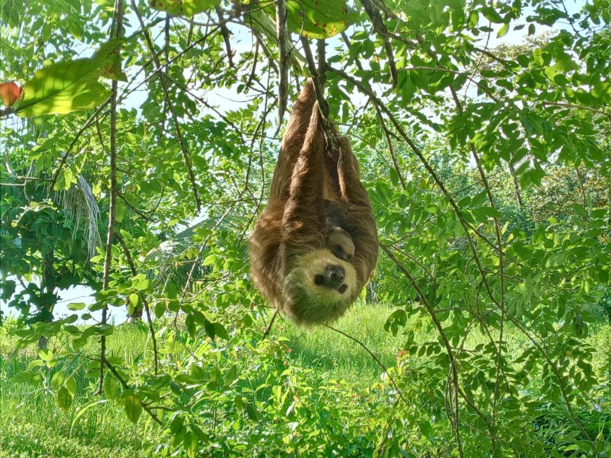 Вілла Jungle Paunch Бокас Екстер'єр фото